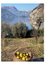 Terreno agricolo vista lago
