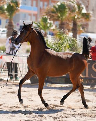 Puledro arabo