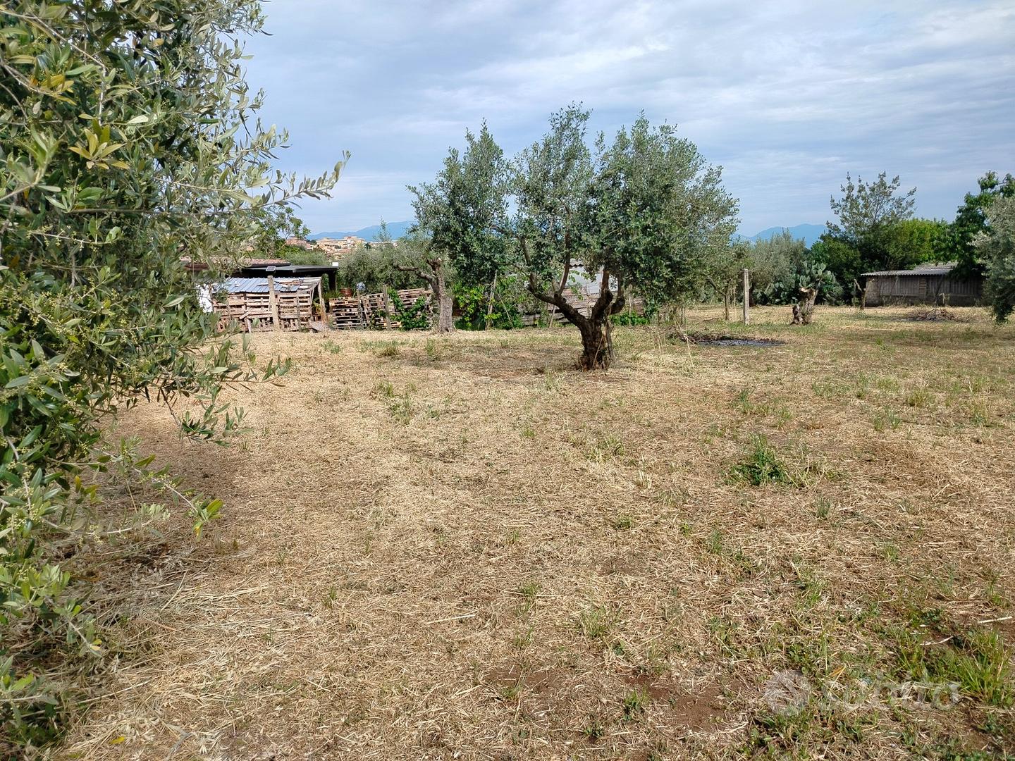 Terreno edificabile con uliveto. VELLETRI - Vista 2