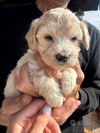 Maltipoo