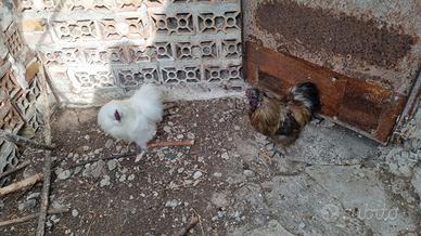 2 galli morosets