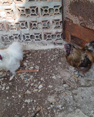 2 galli morosets