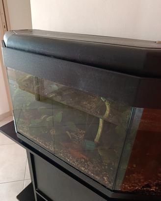 acquario 