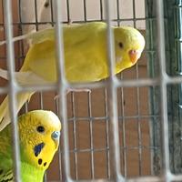 Cocoriti vari colori