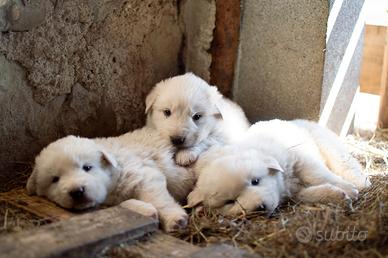 Cuccioli cane da pastore