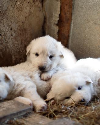 Cuccioli cane da pastore