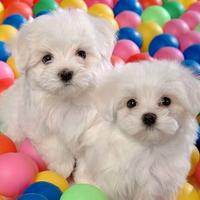 MALTESE & MALTESI CUCCIOLI disponibili