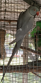 Parrocchetto dal collare