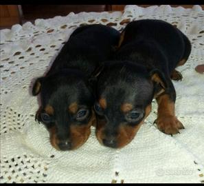 Pinscher nani nero focato