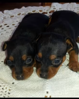 Pinscher nani nero focato