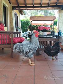 Gallo amrock