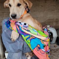 Cucciolo Mix Labrador