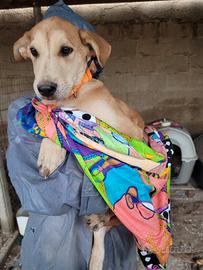 Cucciolo Mix Labrador