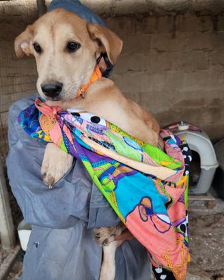 Cucciolo Mix Labrador