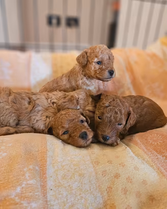 Cuccioli barboncino toy