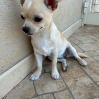 Chihuahua