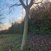 Tronchi noce nazionale - prossimo taglio