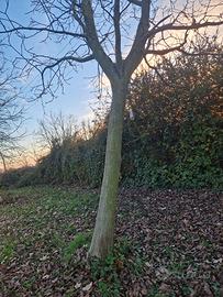 Tronchi noce nazionale - prossimo taglio