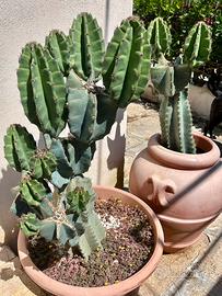 Cactus gigante del Peru’