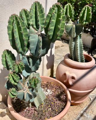 Cactus gigante del Peru’