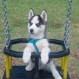 Cuccioli di SIBERIAN HUSKY 3 MESI