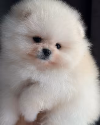 Volpini pomerania-spitz toy