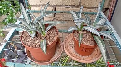 2 vasetti Agave americana variegata mediopicta