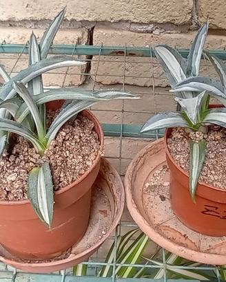 2 vasetti Agave americana variegata mediopicta