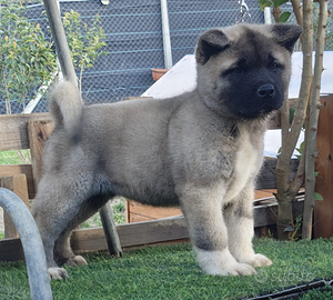 Akita Americano