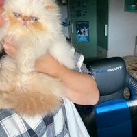 Persiana Red Point 3 mesi