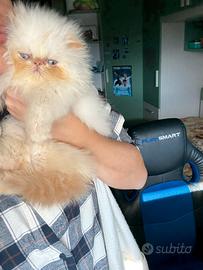 Persiana Red Point 3 mesi