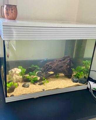 Acquario Askoll Pur L 66 led alba tramonto