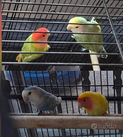 Inseparabili