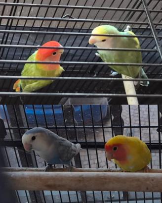 Inseparabili