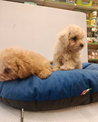 Cucciolo di maltipoo