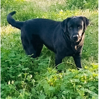 Labrador per accoppiamento