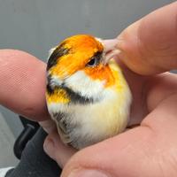 Cardellino Mayor Eumo