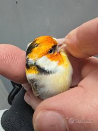 Cardellino Mayor Eumo