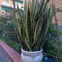 sansevieria gigante 
