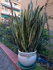 sansevieria gigante 