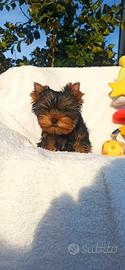 Yorkshire terrier toy