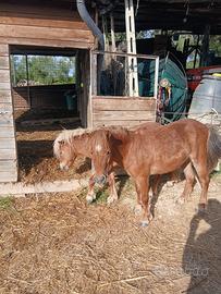 Pony e asini