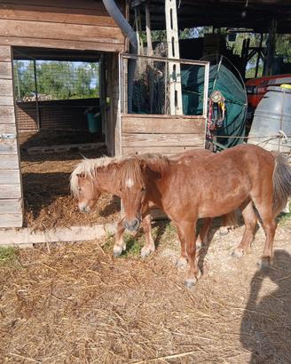 Pony e asini