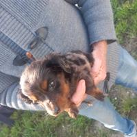 Bassotto arlecchino tricolore