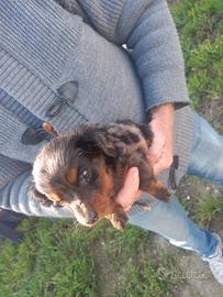 Bassotto arlecchino tricolore