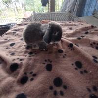 Coniglietto ariete nano miniloop