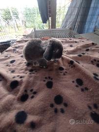 Coniglietto ariete nano miniloop