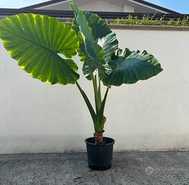Alocasia