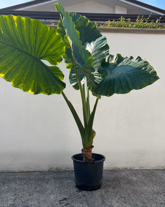 Alocasia