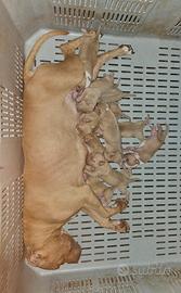 Pitbull UKC 